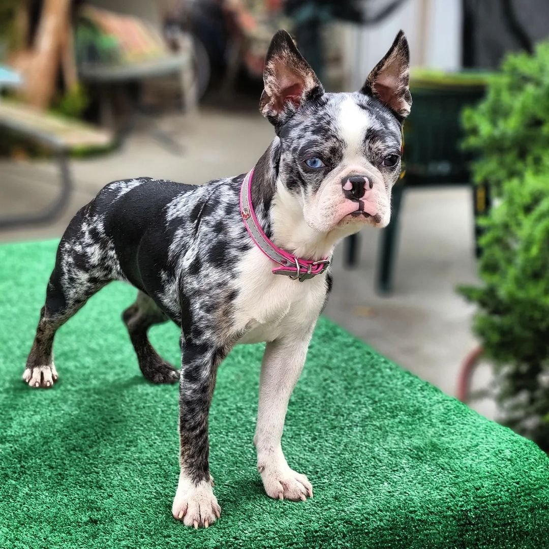 Blue merle hot sale boston terrier