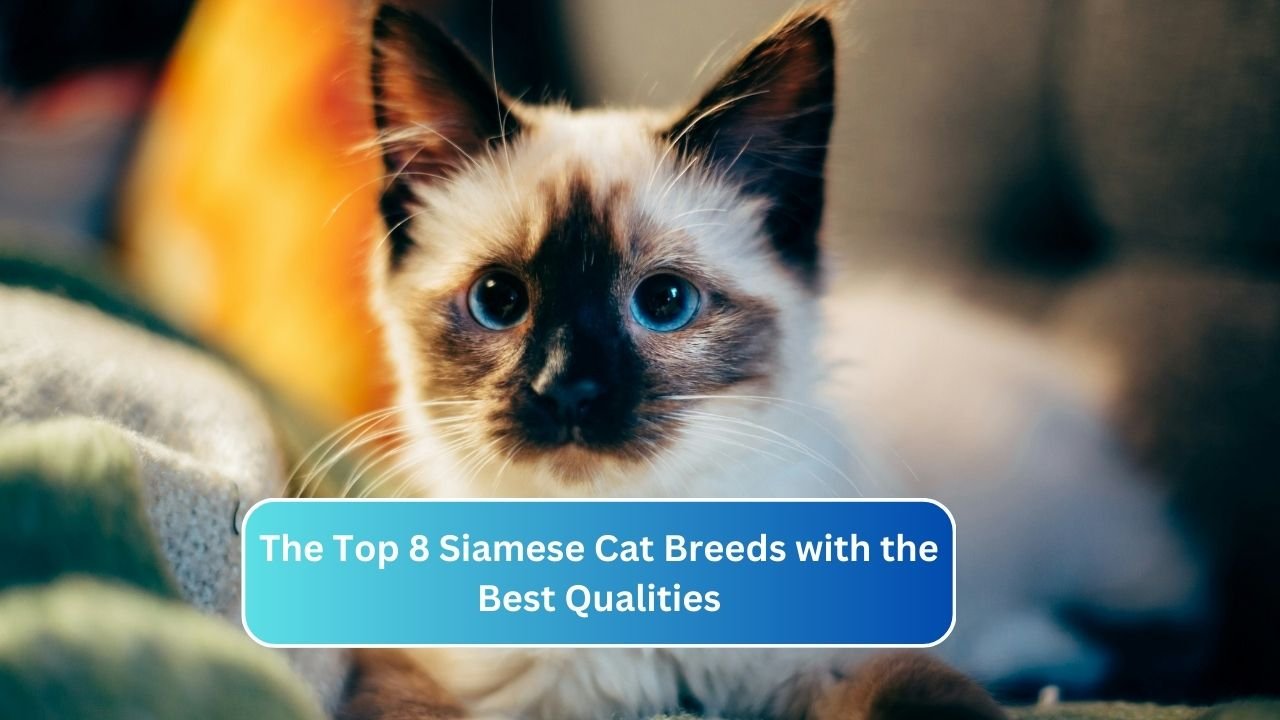 The Top 8 Siamese Cat Breeds with the Best Qualities
