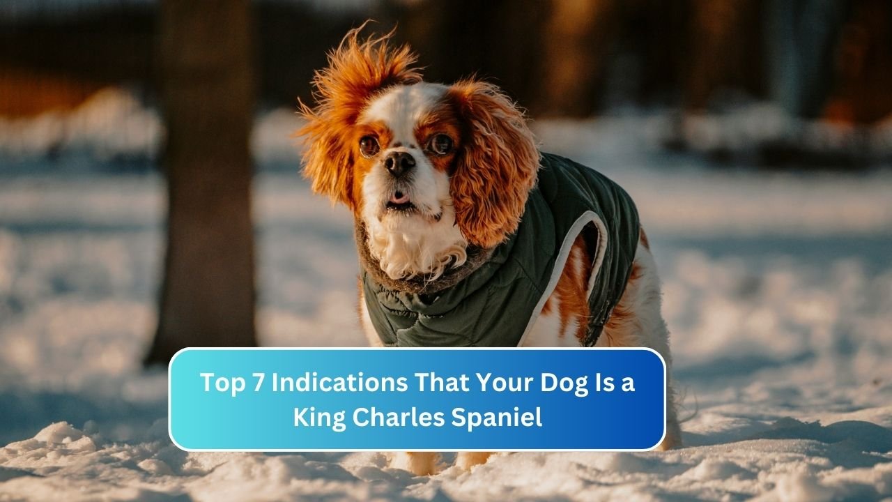 Top 7 Indications That Your Dog Is a King Charles Spaniel