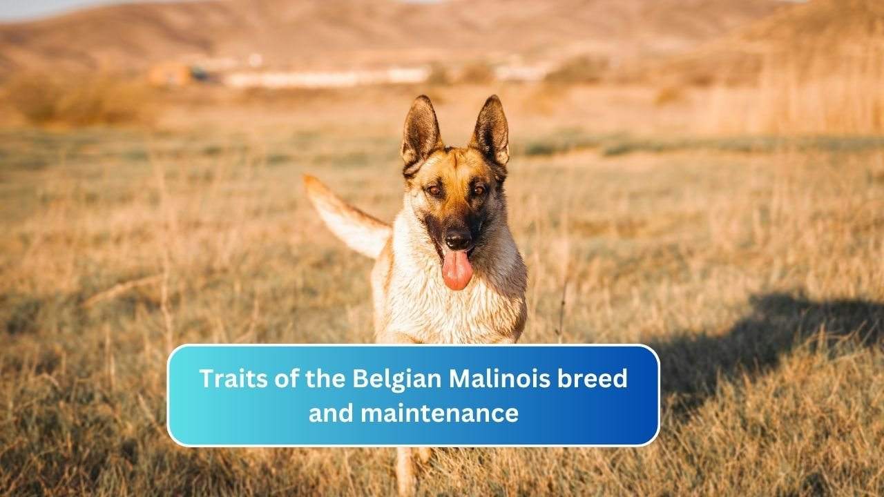 Traits of the Belgian Malinois breed and maintenance