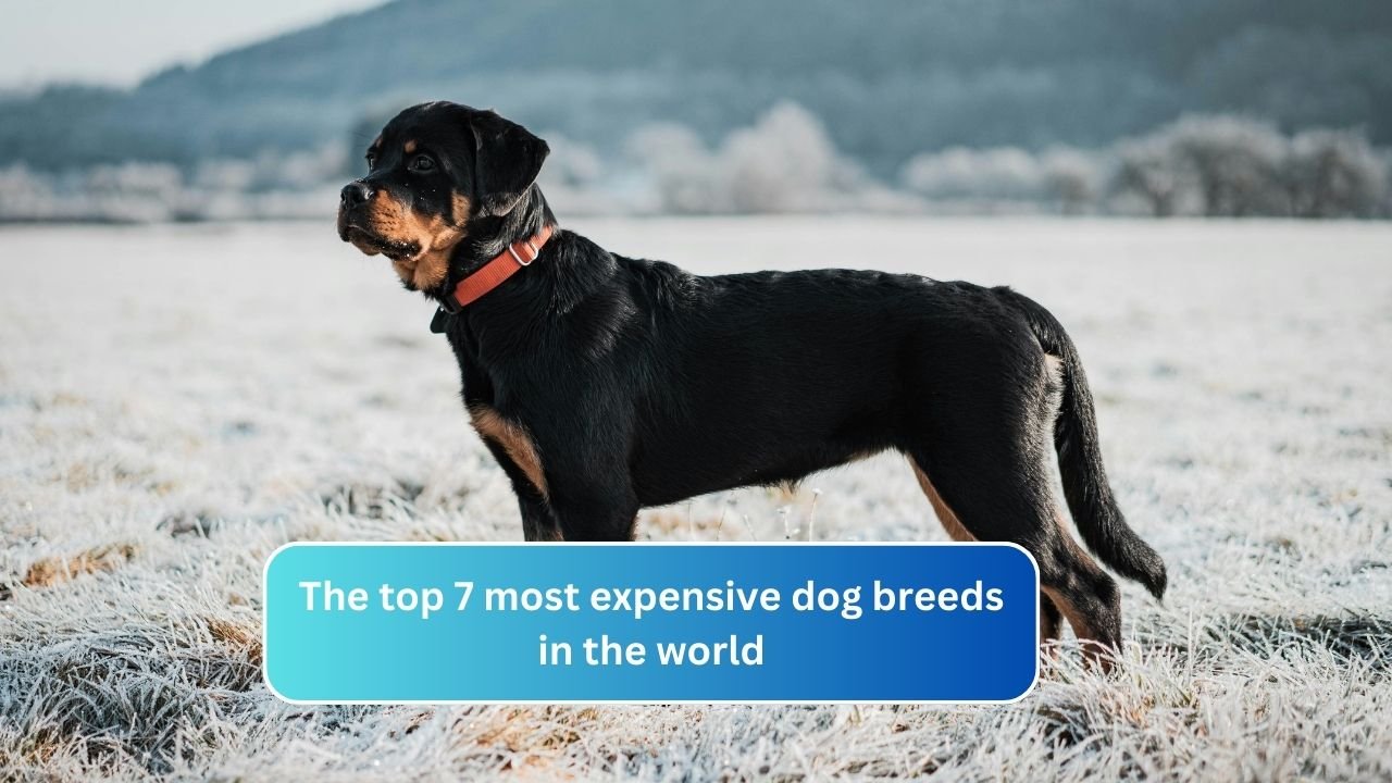 The top 7 most expensive dog breeds in the world