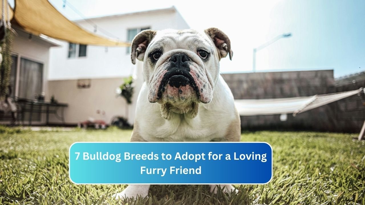 7 Bulldog Breeds to Adopt for a Loving Furry Friend