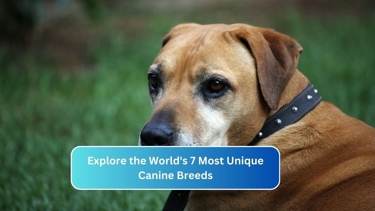 Explore the World's 7 Most Unique Canine Breeds