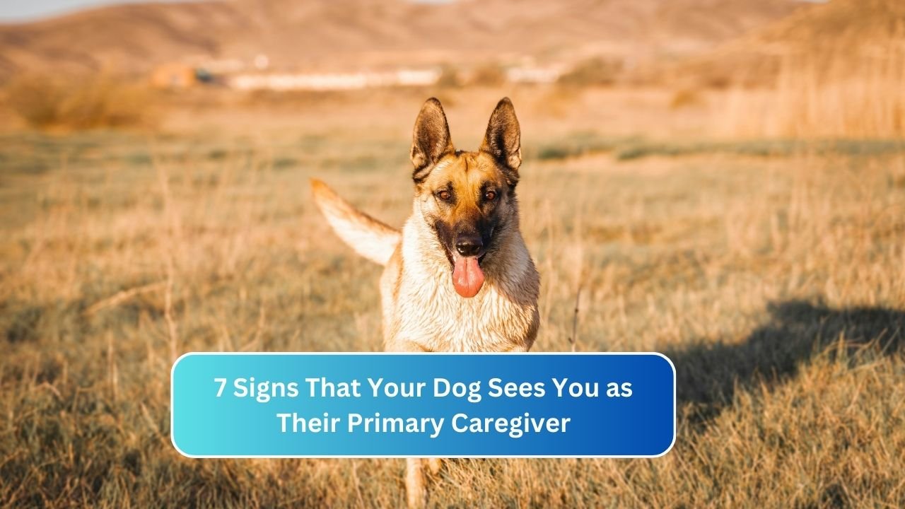 7 Signs That Your Dog Sees You as Their Primary Caregiver