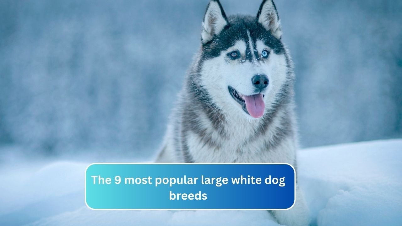 The 9 most popular large white dog breeds