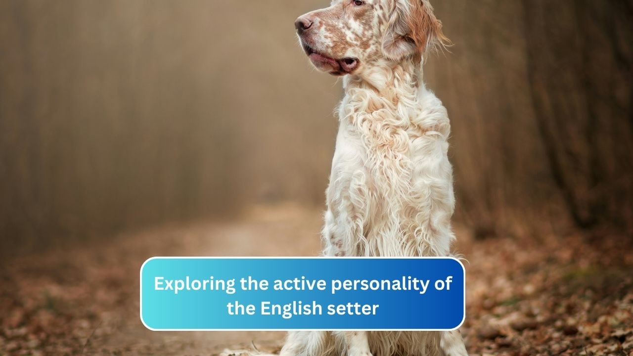 Exploring the active personality of the English setter