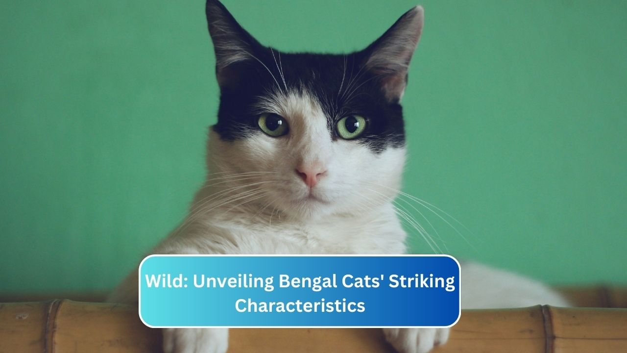 Wild: Unveiling Bengal Cats' Striking Characteristics