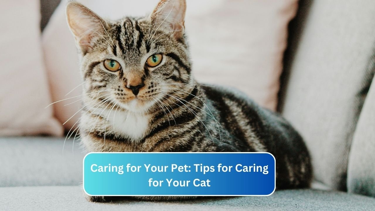 Caring for Your Pet: Tips for Caring for Your Cat