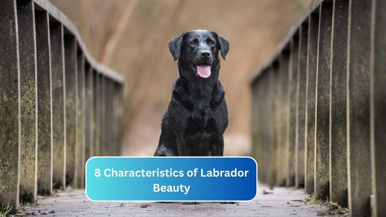 8 Characteristics of Labrador Beauty