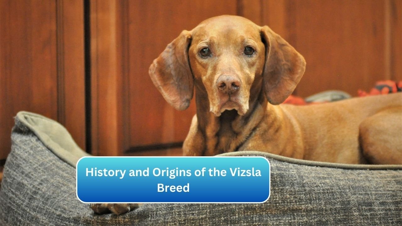 History and Origins of the Vizsla Breed