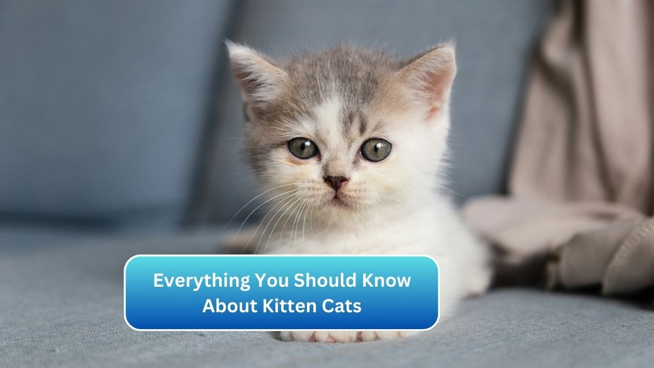 Everything You Should Know About Kitten Cats