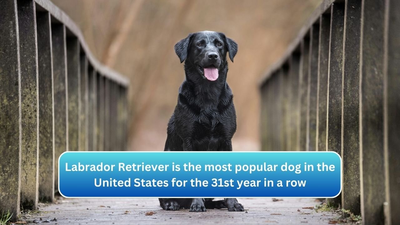 Labrador Retriever is the most popular dog in the United States for the 31st year in a row