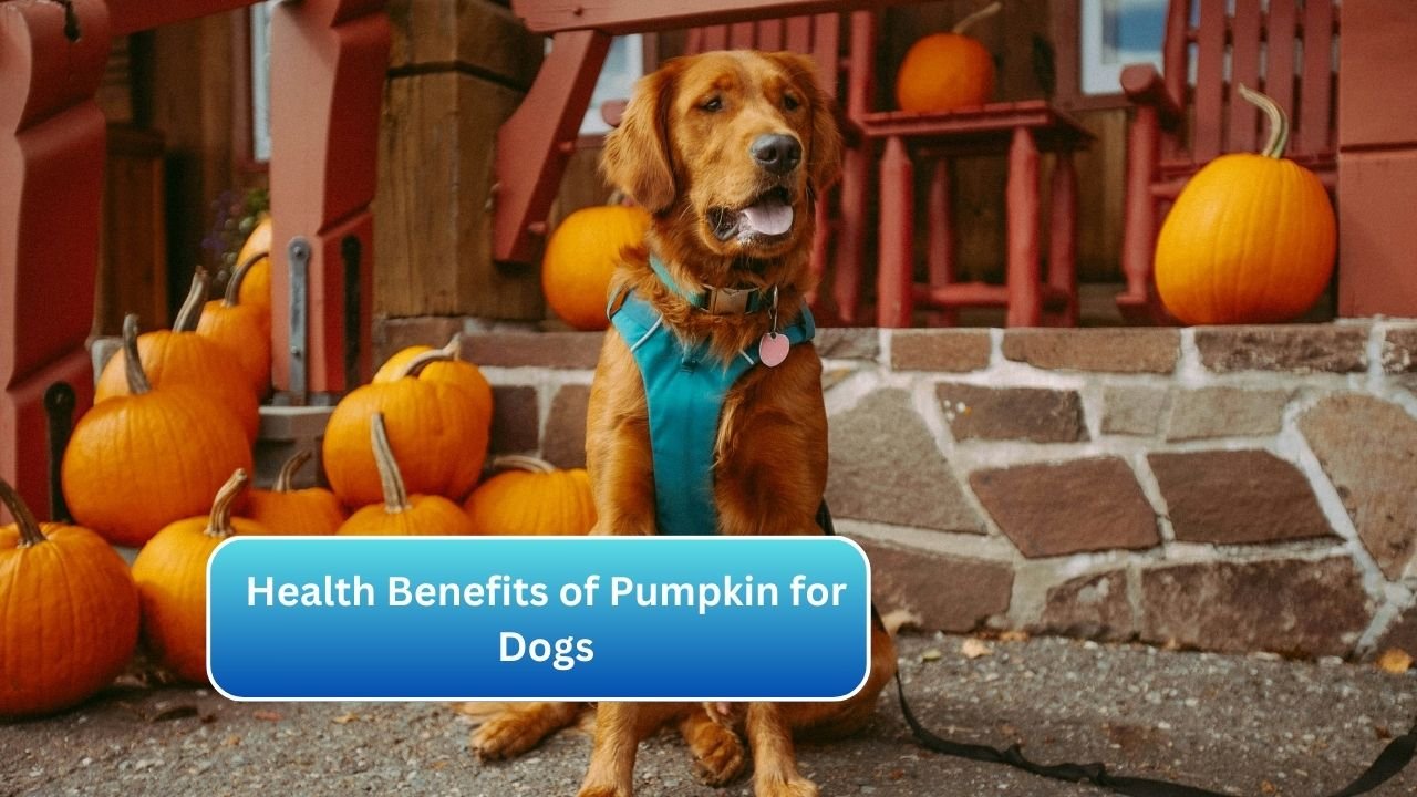 Health Benefits of Pumpkin for Dogs