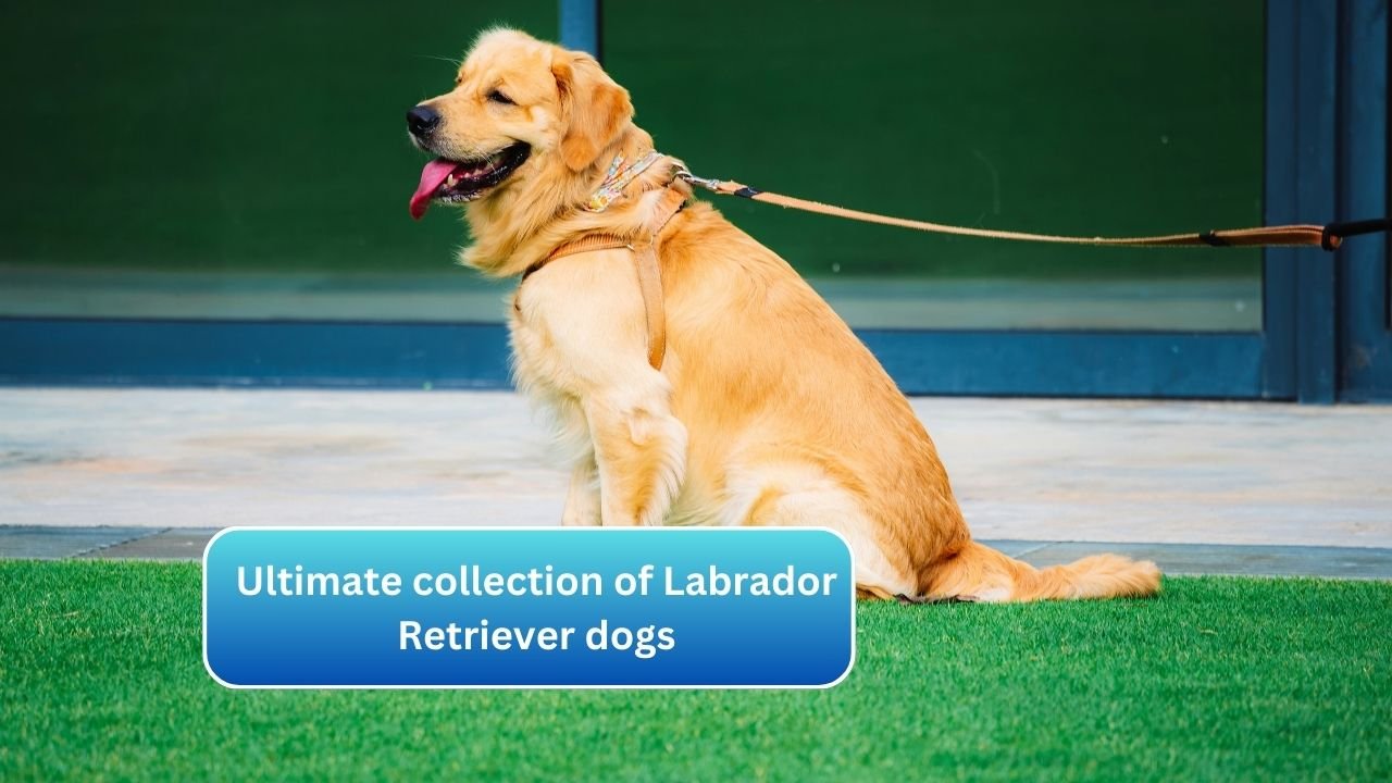 Ultimate collection of Labrador Retriever dogs