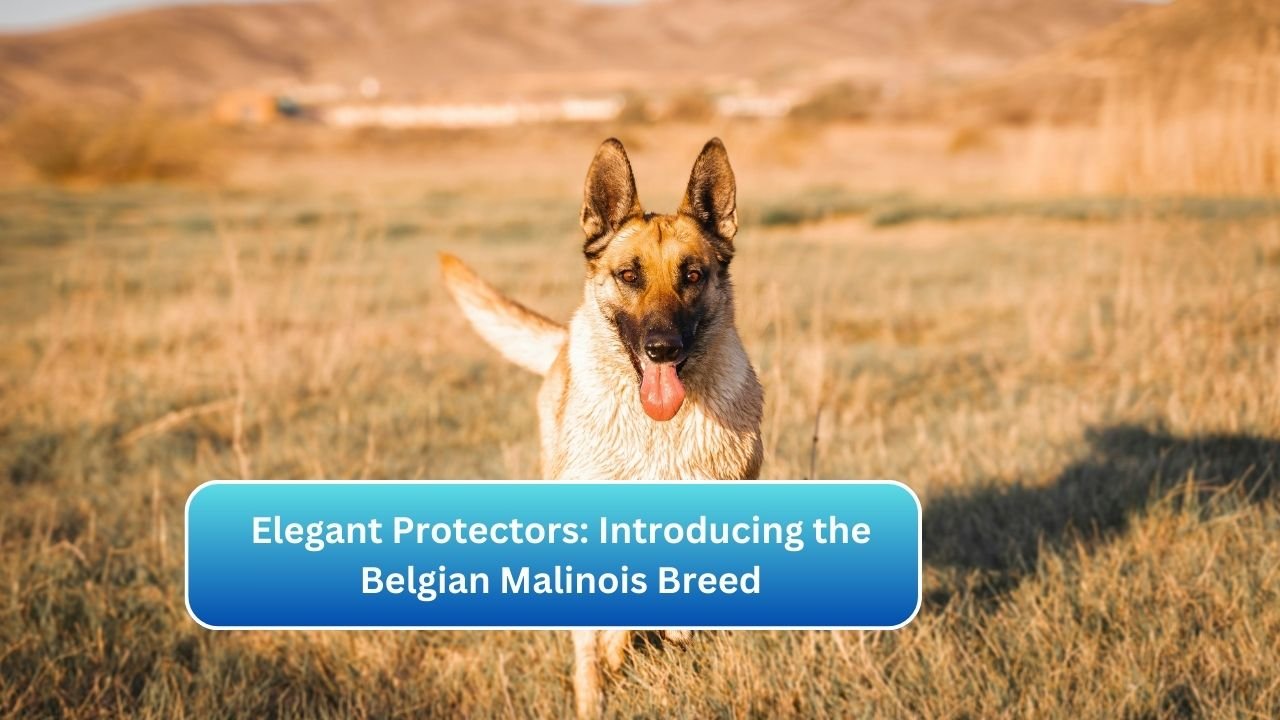 Elegant Protectors: Introducing the Belgian Malinois Breed