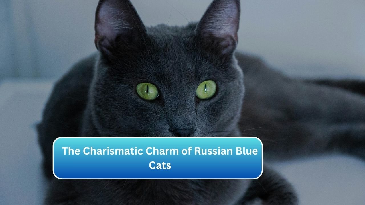 The Charismatic Charm of Russian Blue Cats