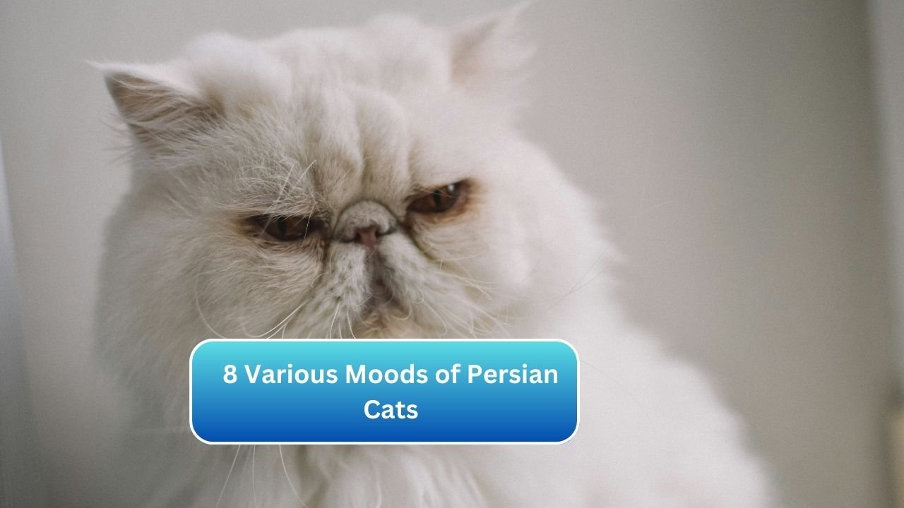 8 Various Moods of Persian Cats