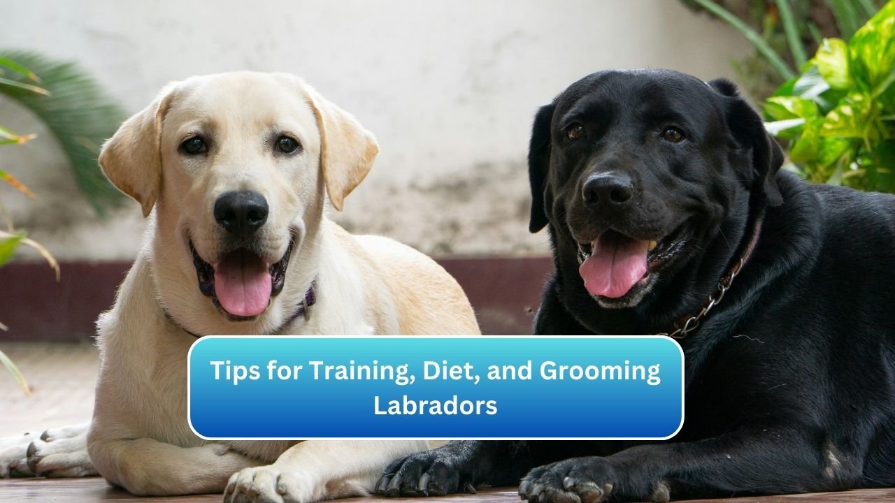 Tips for Training, Diet, and Grooming Labradors