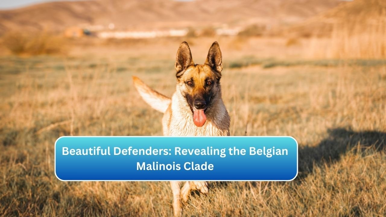 Beautiful Defenders: Revealing the Belgian Malinois Clade