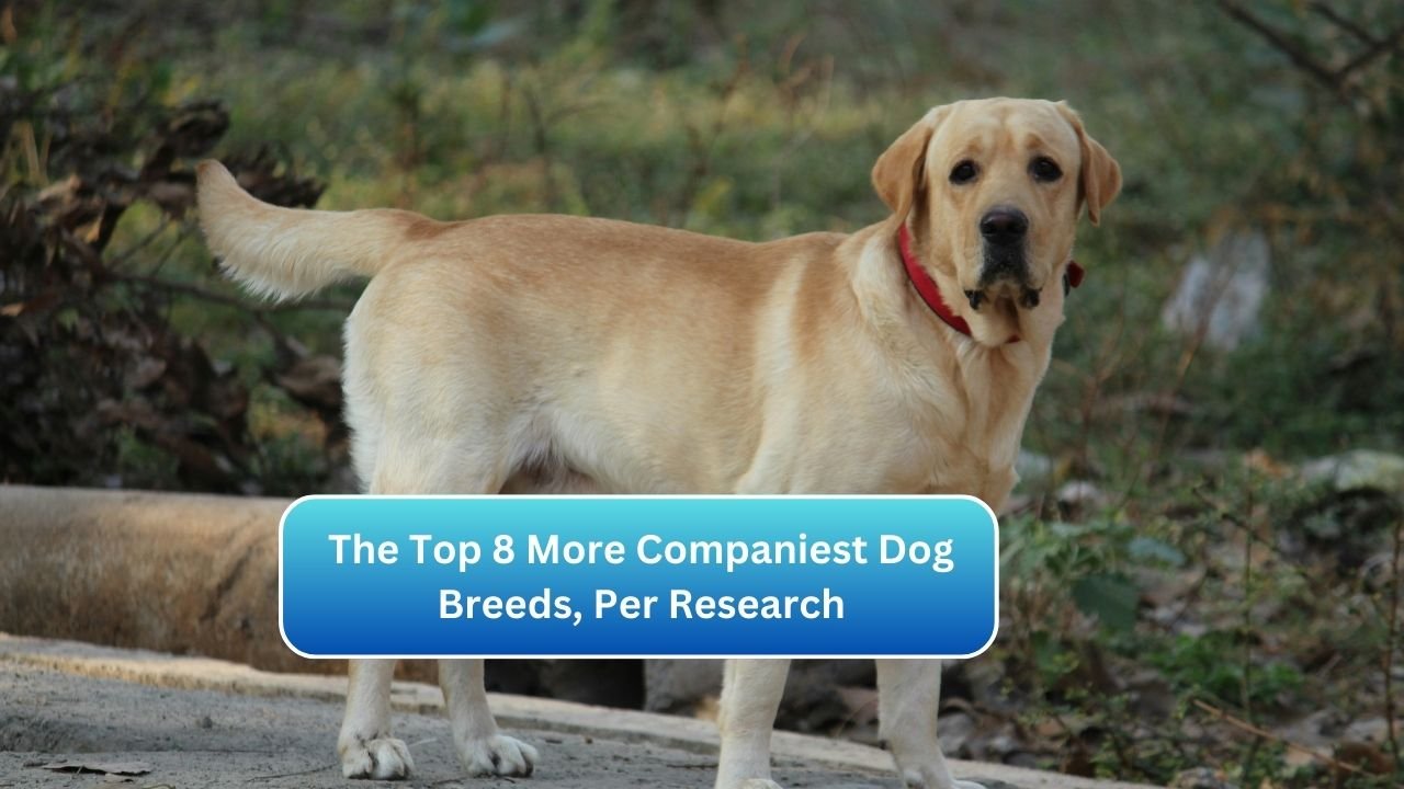 The Top 8 More Companiest Dog Breeds, Per Research