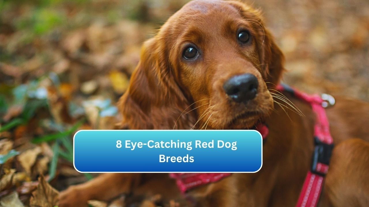 8 Eye-Catching Red Dog Breeds