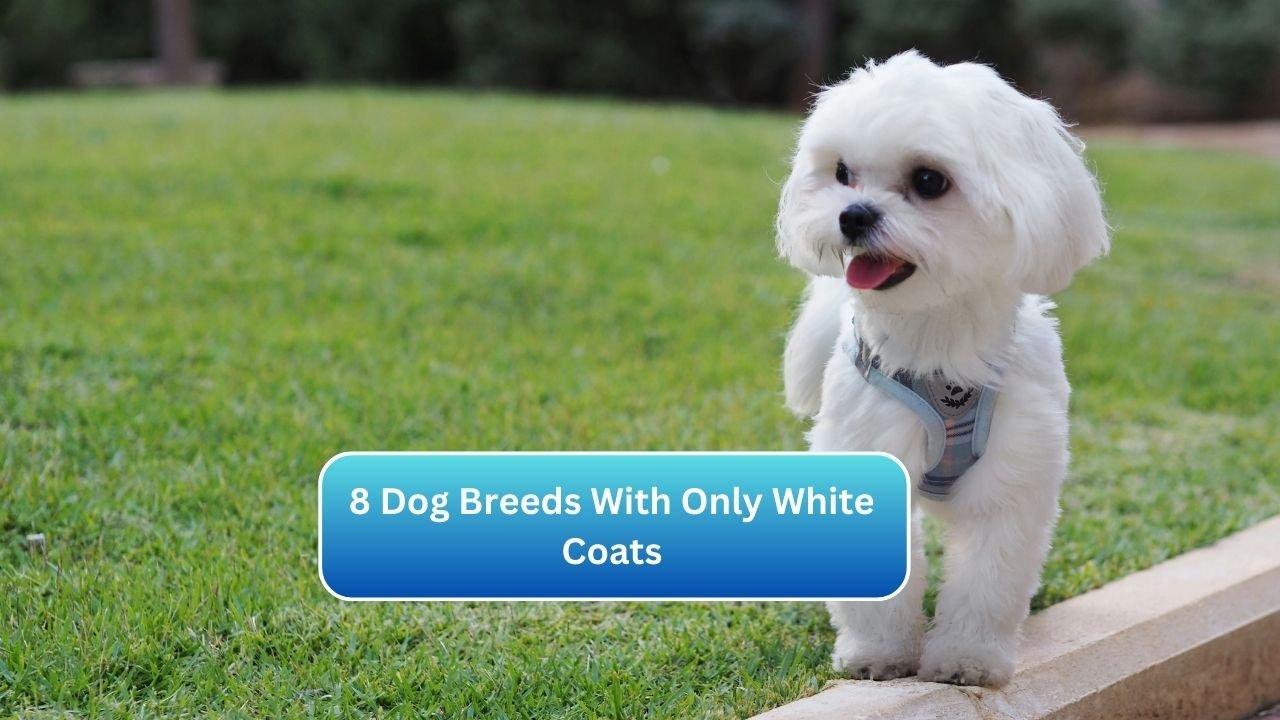 8 Dog Breeds With Only White Coats.