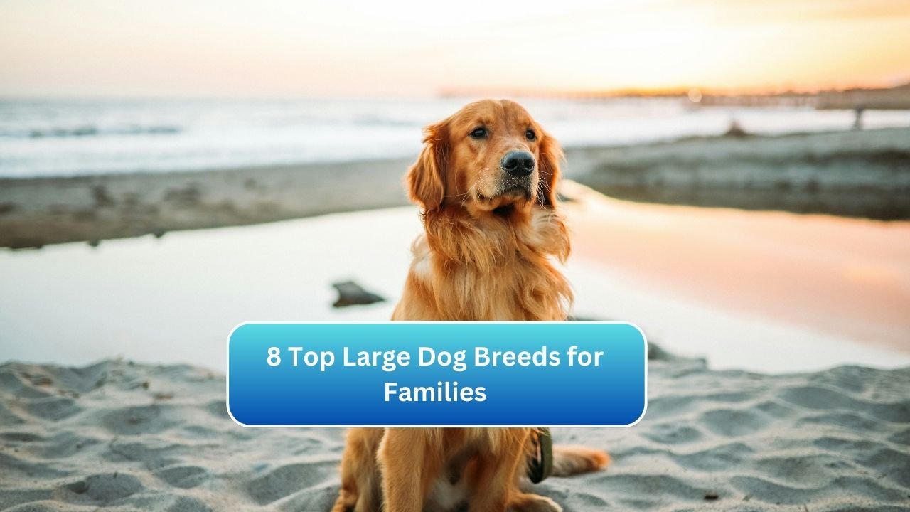 8 Top Large Dog Breeds for Families