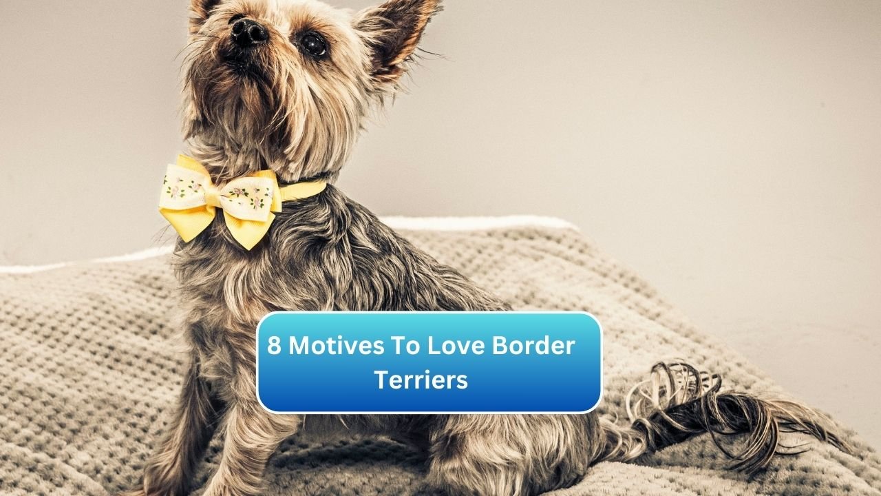 8 Motives To Love Border Terriers