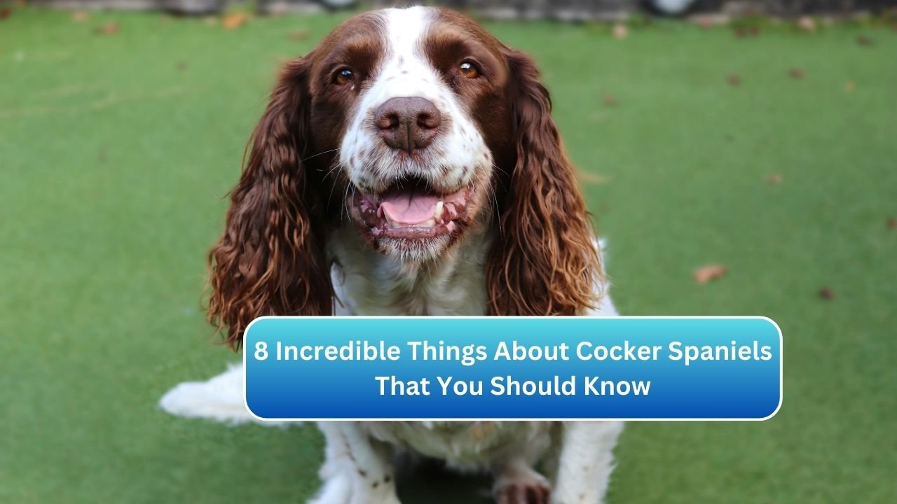 8 Incredible Things About Cocker Spaniels That You Should Know