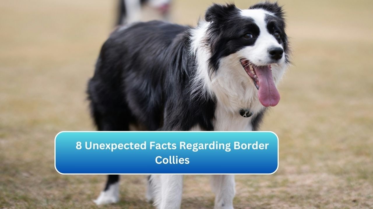 8 Unexpected Facts Regarding Border Collies