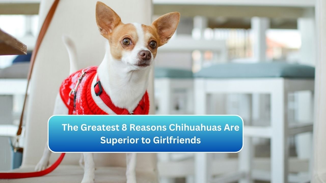 The Greatest 8 Reasons Chihuahuas Are Superior to Girlfriends