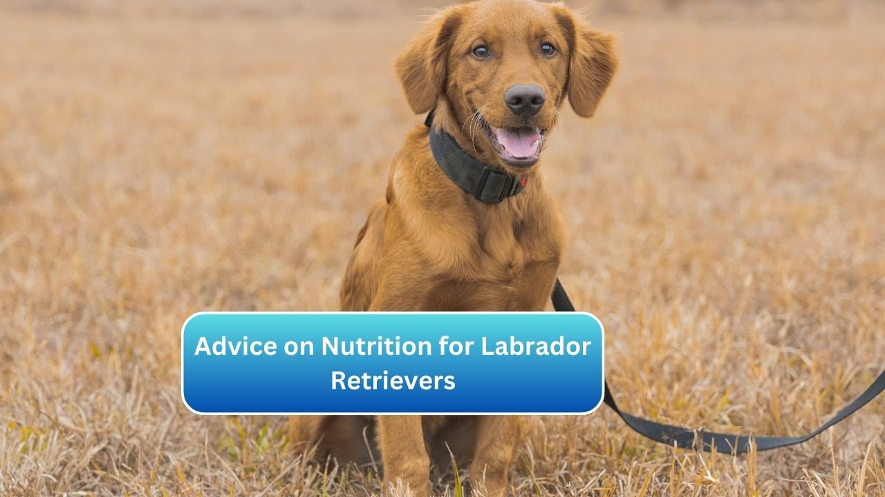 Advice on Nutrition for Labrador Retrievers