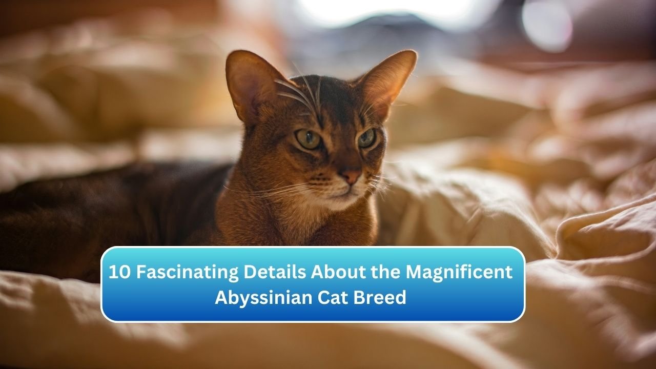 10 Fascinating Details About the Magnificent Abyssinian Cat Breed