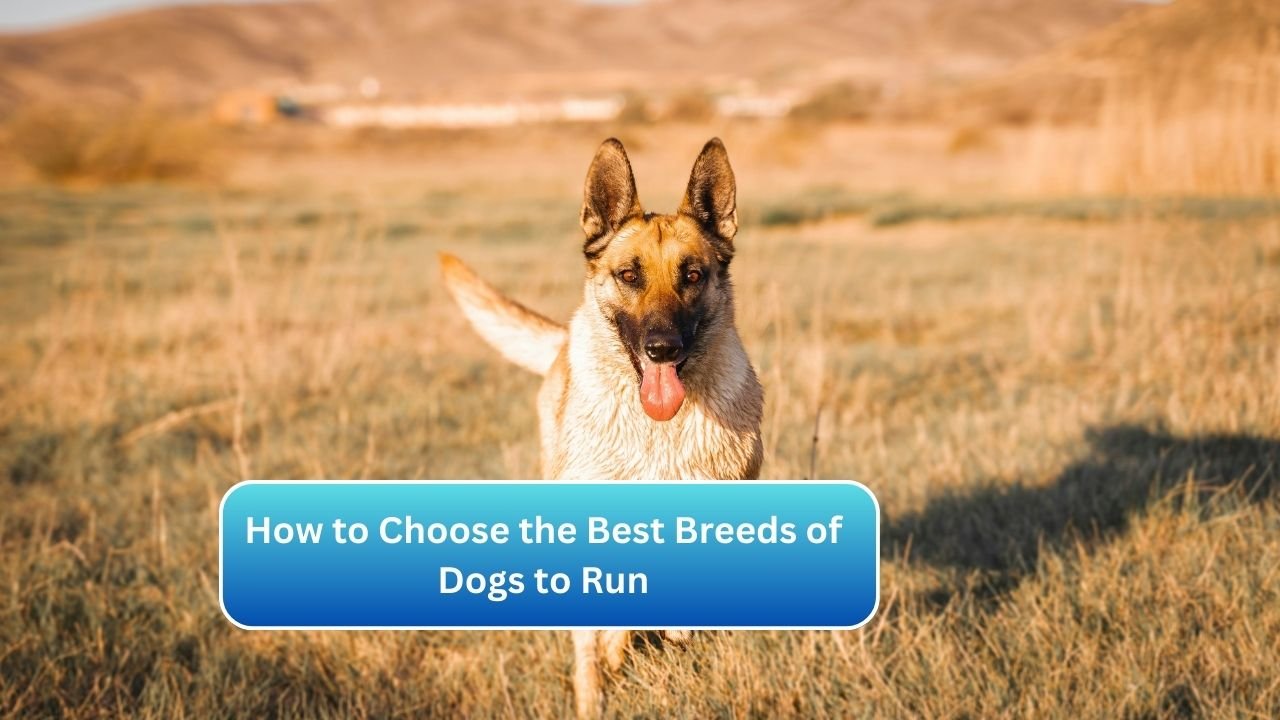 How to Choose the Best Breeds of Dogs to Run