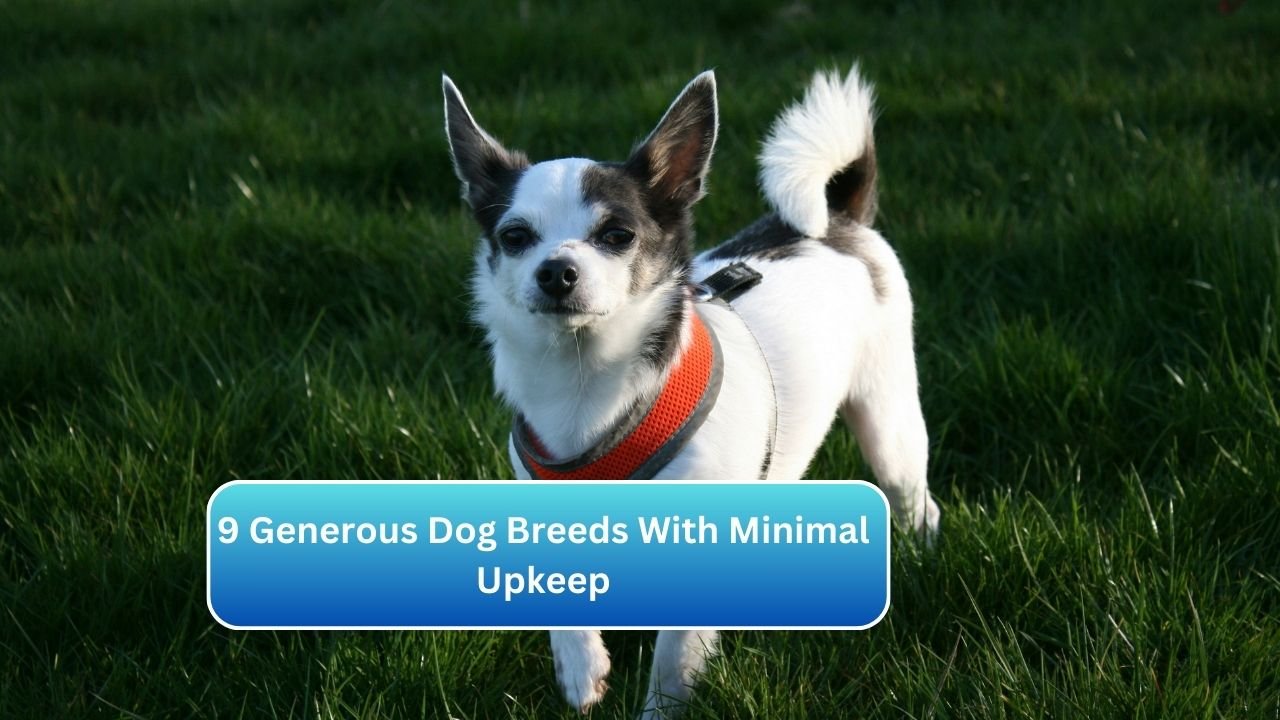 9 Generous Dog Breeds With Minimal Upkeep