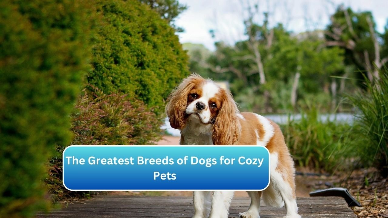 The Greatest Breeds of Dogs for Cozy Pets