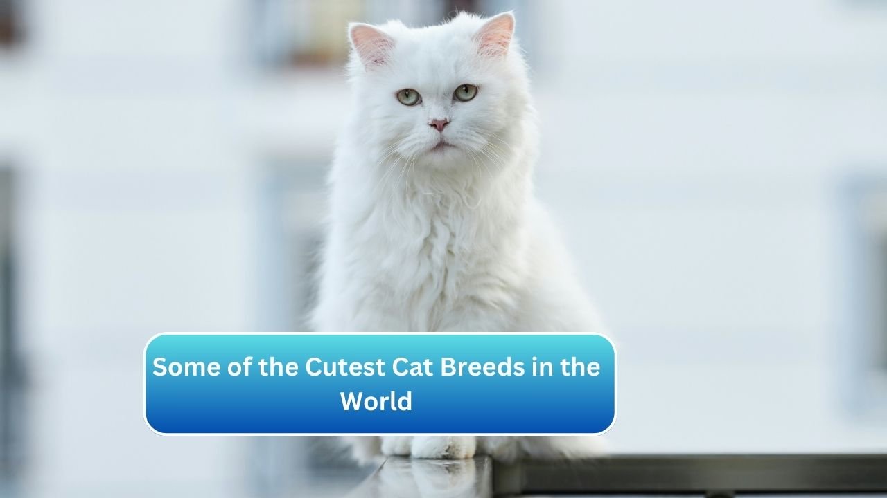 Some of the Cutest Cat Breeds in the World