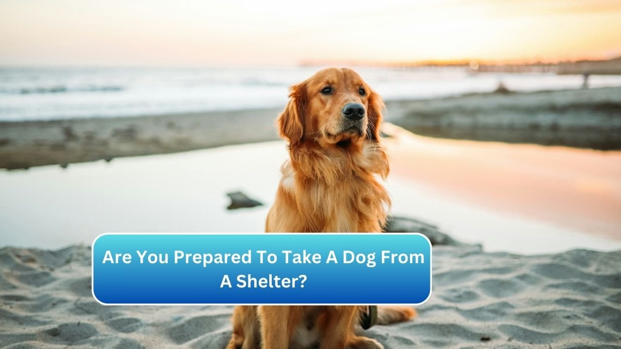 Are You Prepared To Take A Dog From A Shelter?