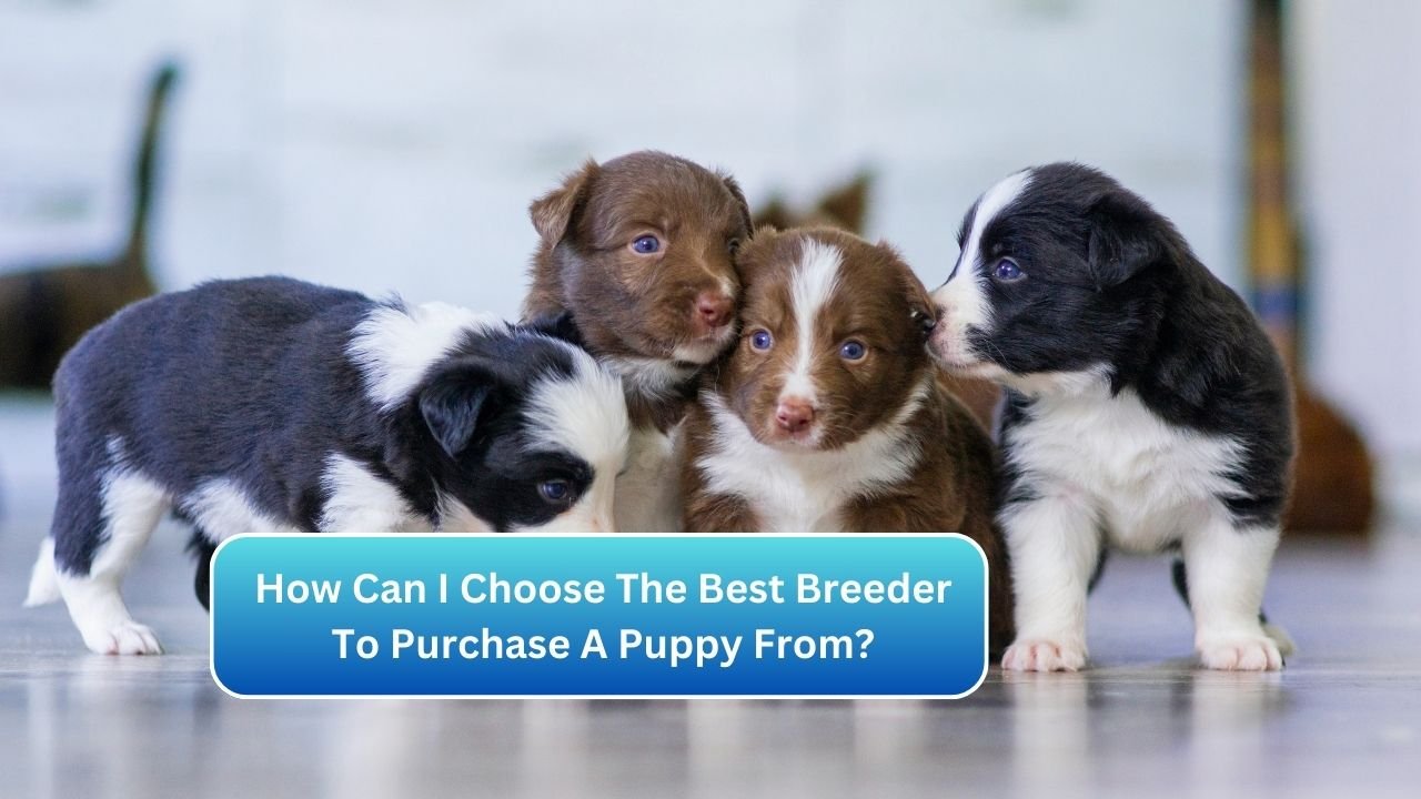 How Can I Choose The Best Breeder To Purchase A Puppy From?