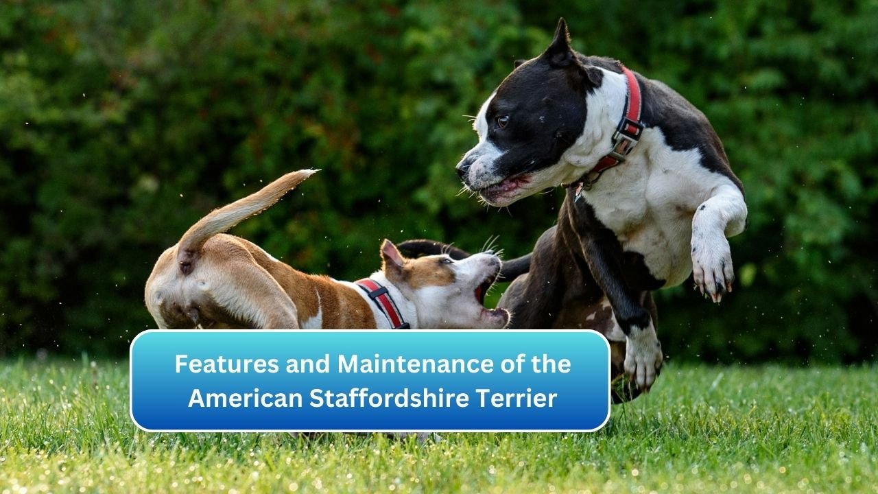 Features and Maintenance of the American Staffordshire Terrier