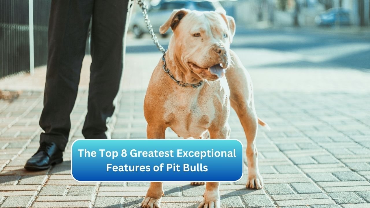 The Top 8 Greatest Exceptional Features of Pit Bulls