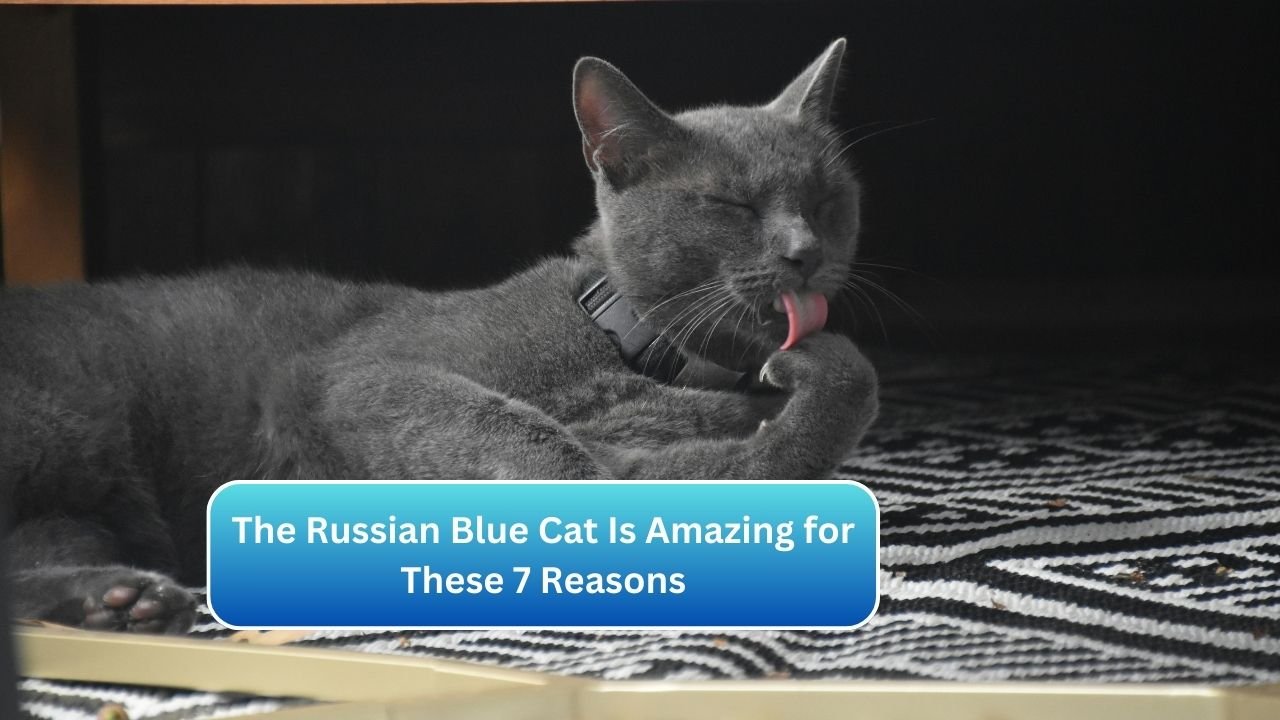 The Russian Blue Cat Is Amazing for These 7 Reasons