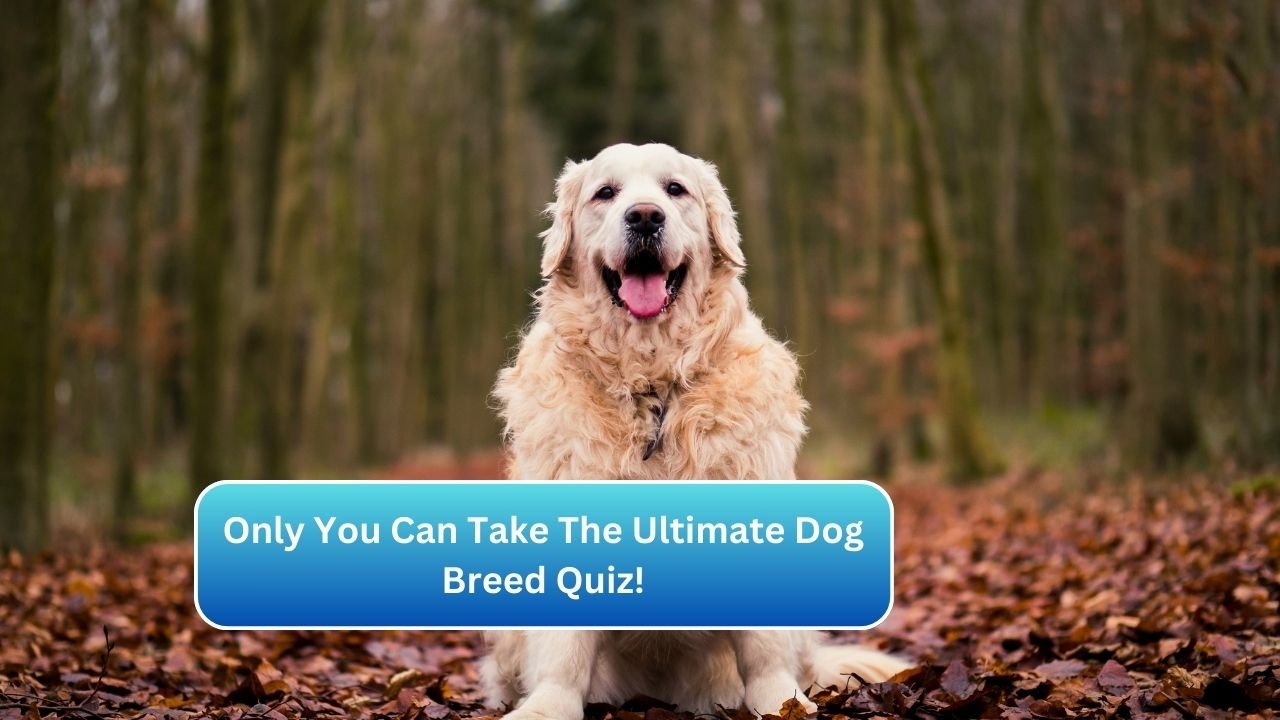 Only You Can Take The Ultimate Dog Breed Quiz!