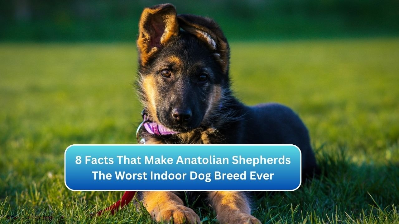 8 Facts That Make Anatolian Shepherds The Worst Indoor Dog Breed Ever