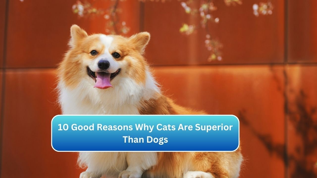 10 Good Reasons Why Cats Are Superior Than Dogs