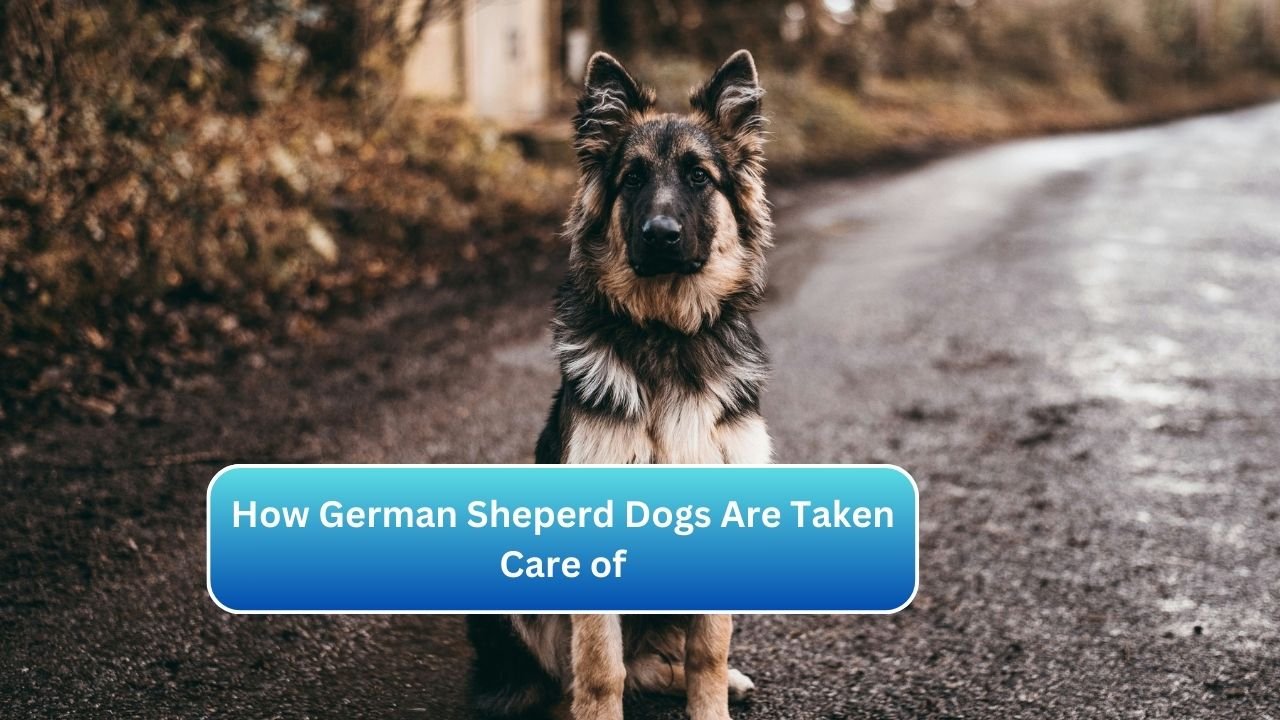 How German Sheperd Dogs Are Taken Care of