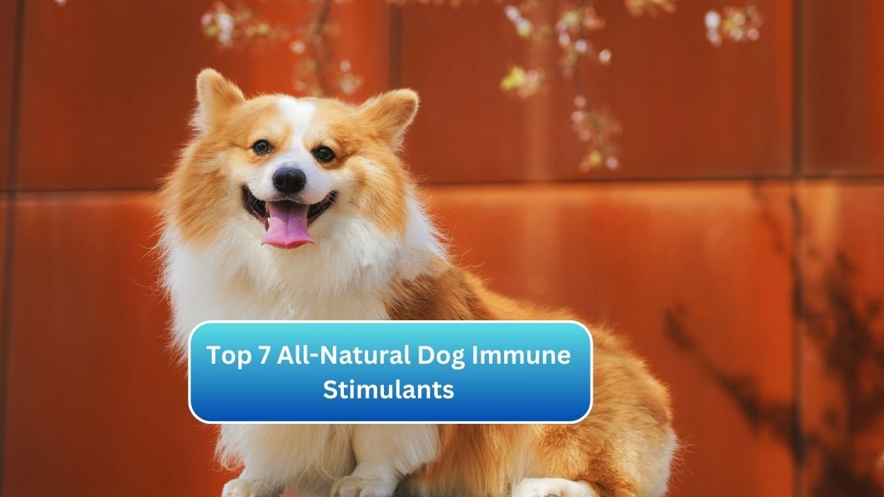 Top 7 All-Natural Dog Immune Stimulants