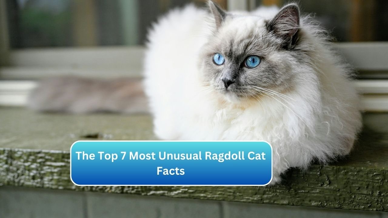 The Top 7 Most Unusual Ragdoll Cat Facts