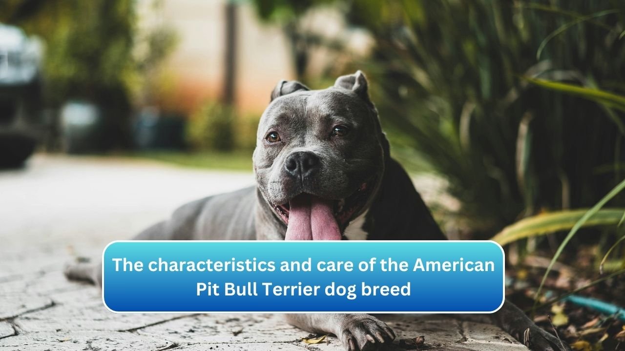 The characteristics and care of the American Pit Bull Terrier dog breed