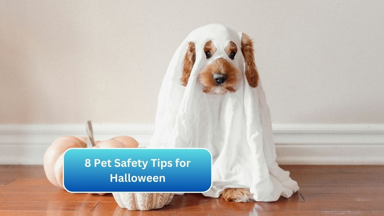 8 Pet Safety Tips for Halloween